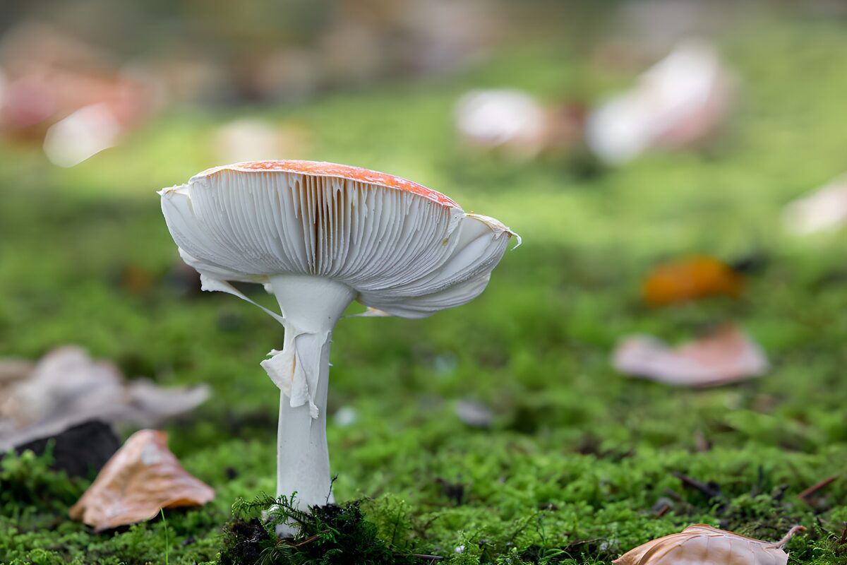 Delicate Mushroom in Autumn Scenery