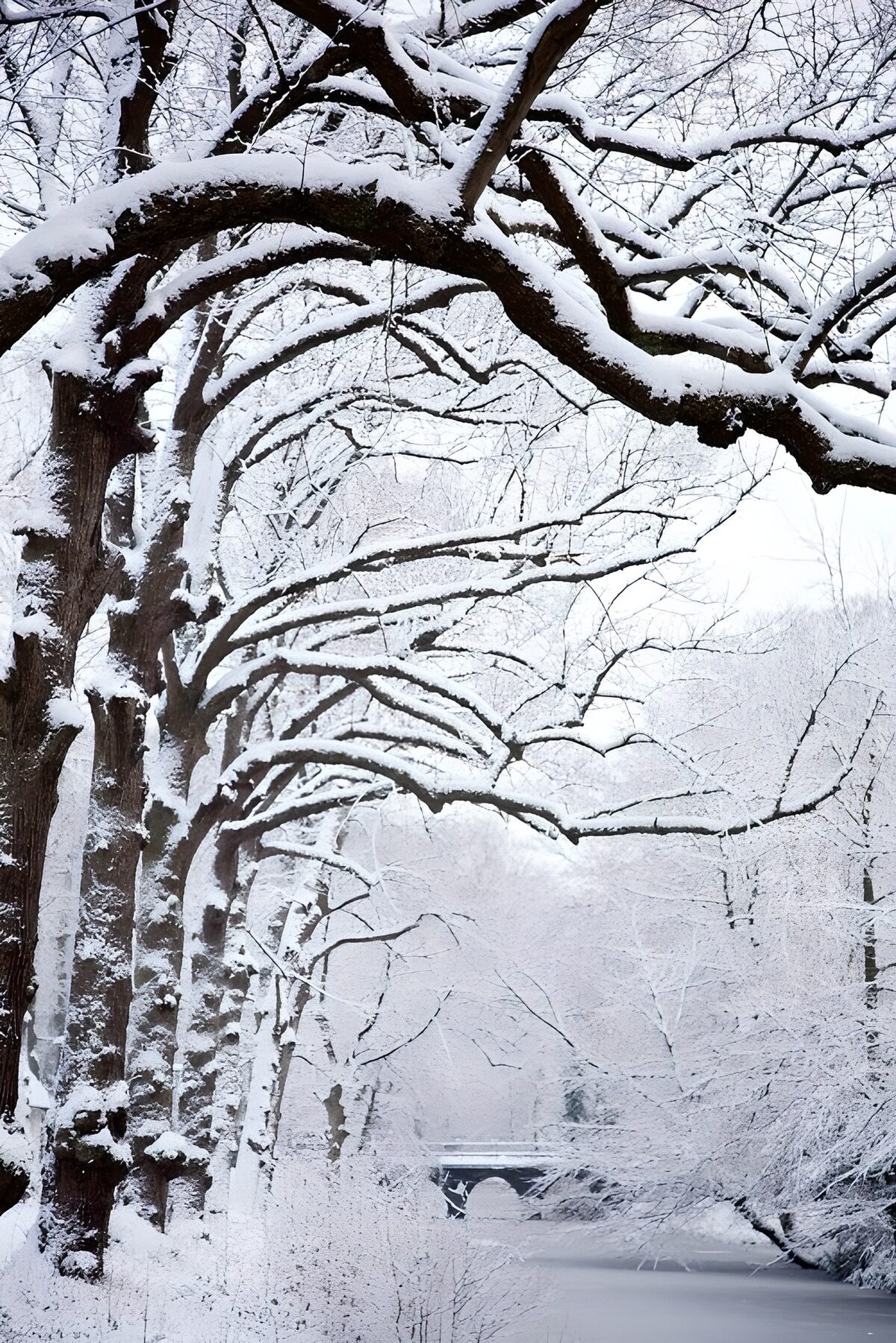 Winter Wonderland: Snow-Covered Serenity