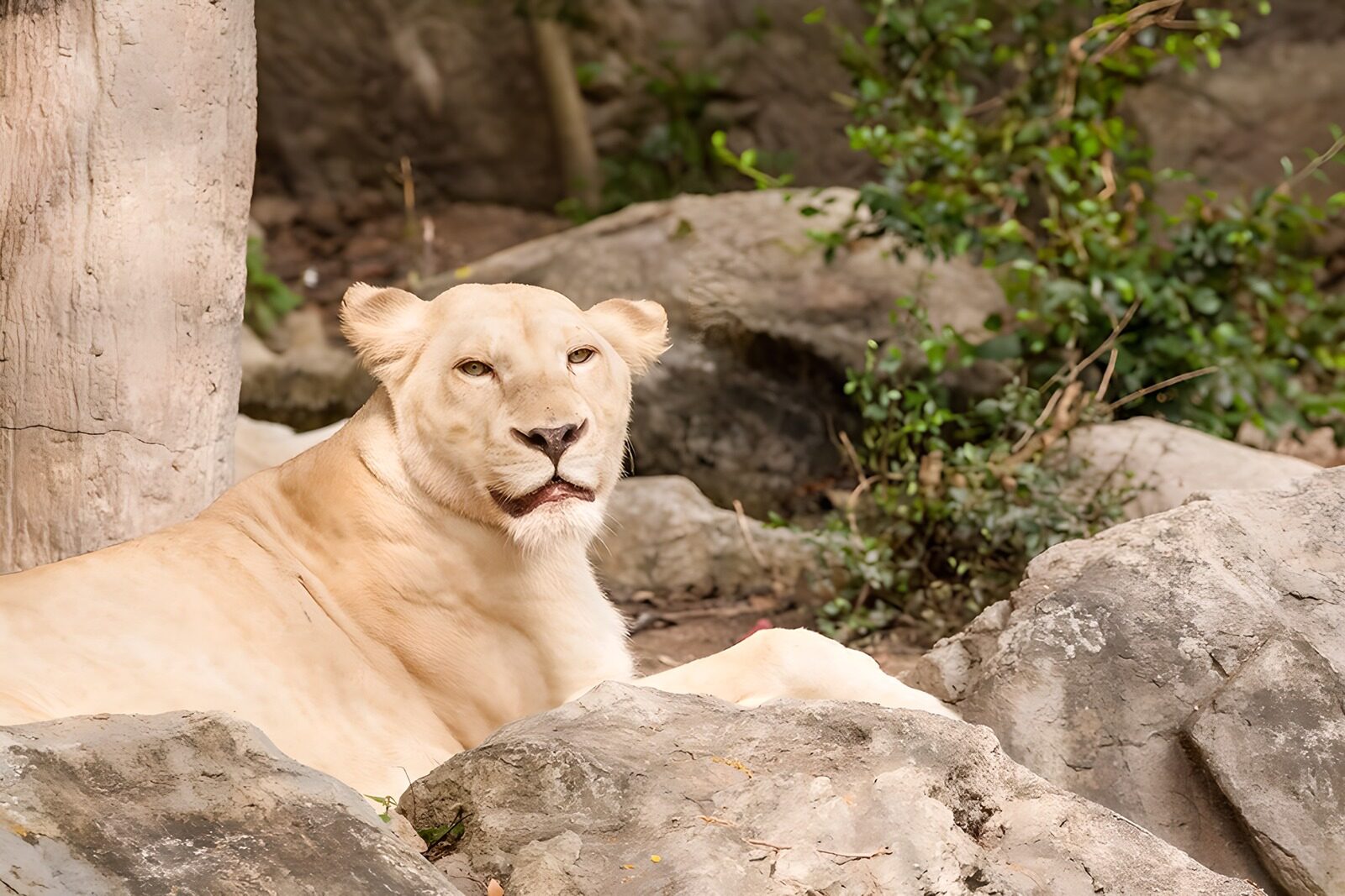 OCUK55441: Serene White Lioness in Nature