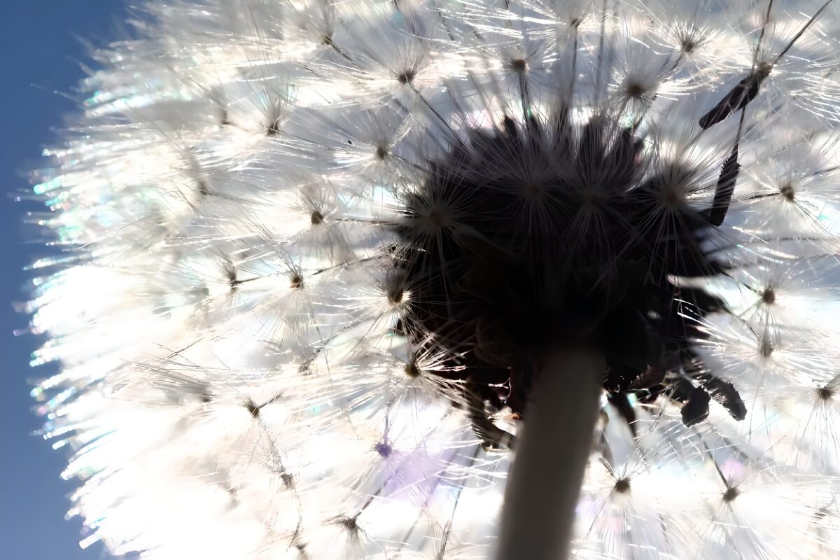 Flower photo 46