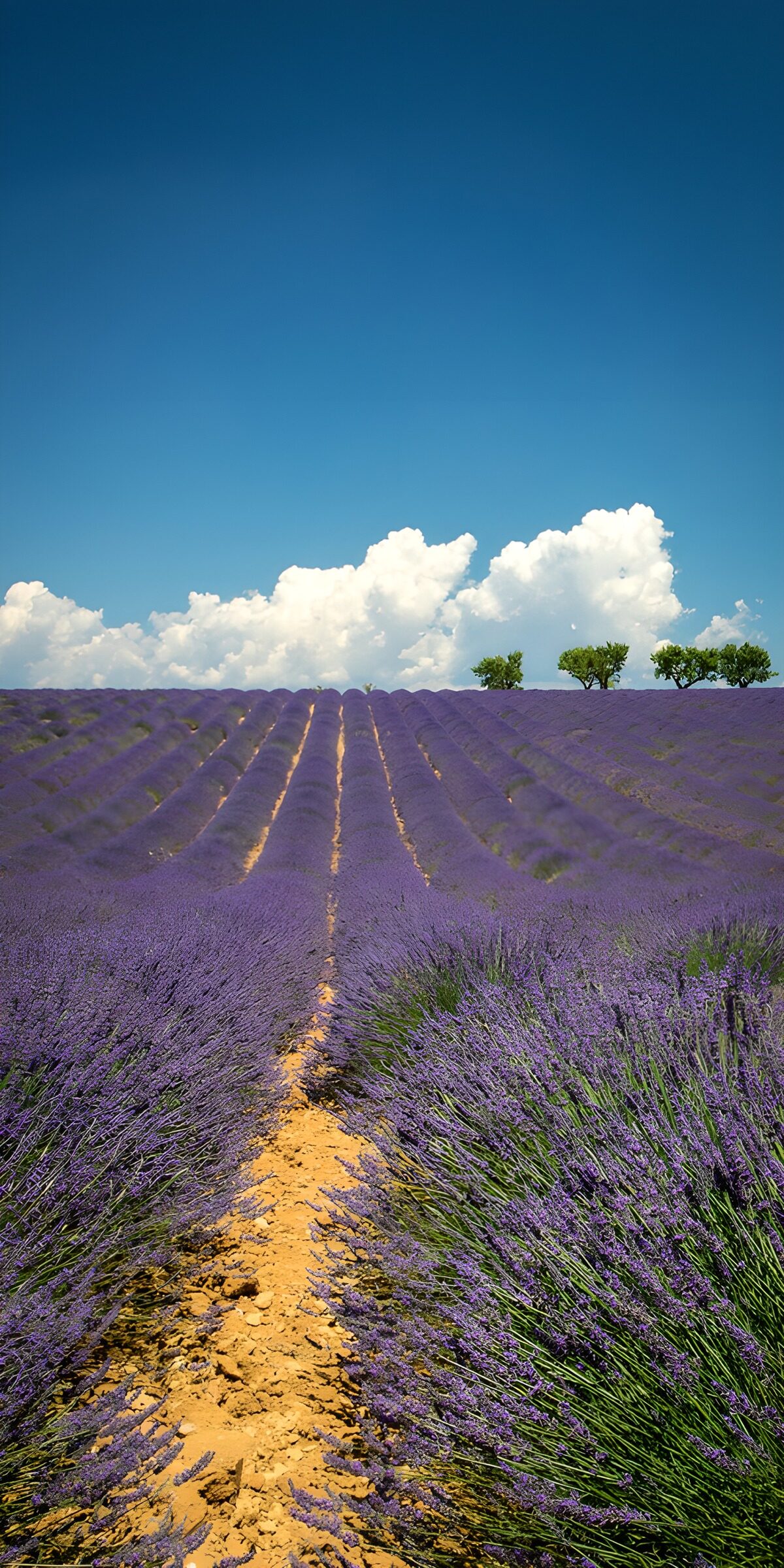OCUK44467: Endless Lavender Fields