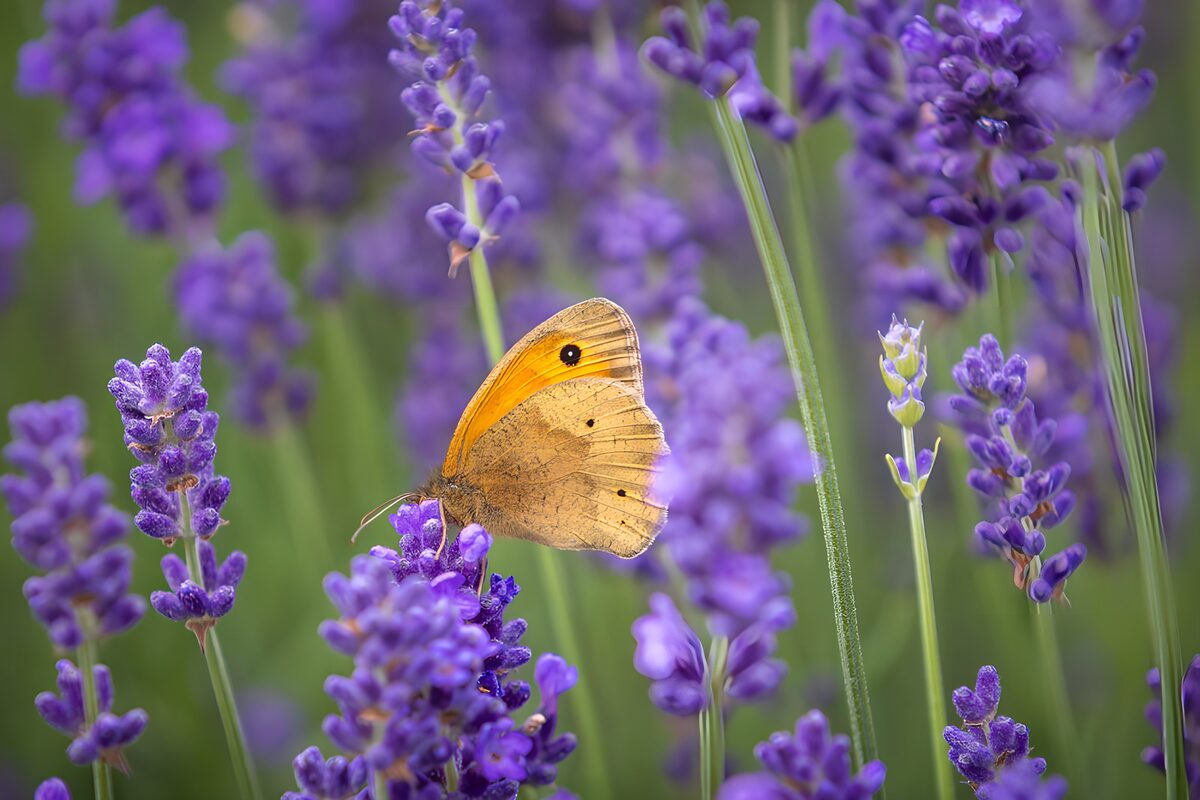 OCUK12827: Orange Butterfly on Lavender