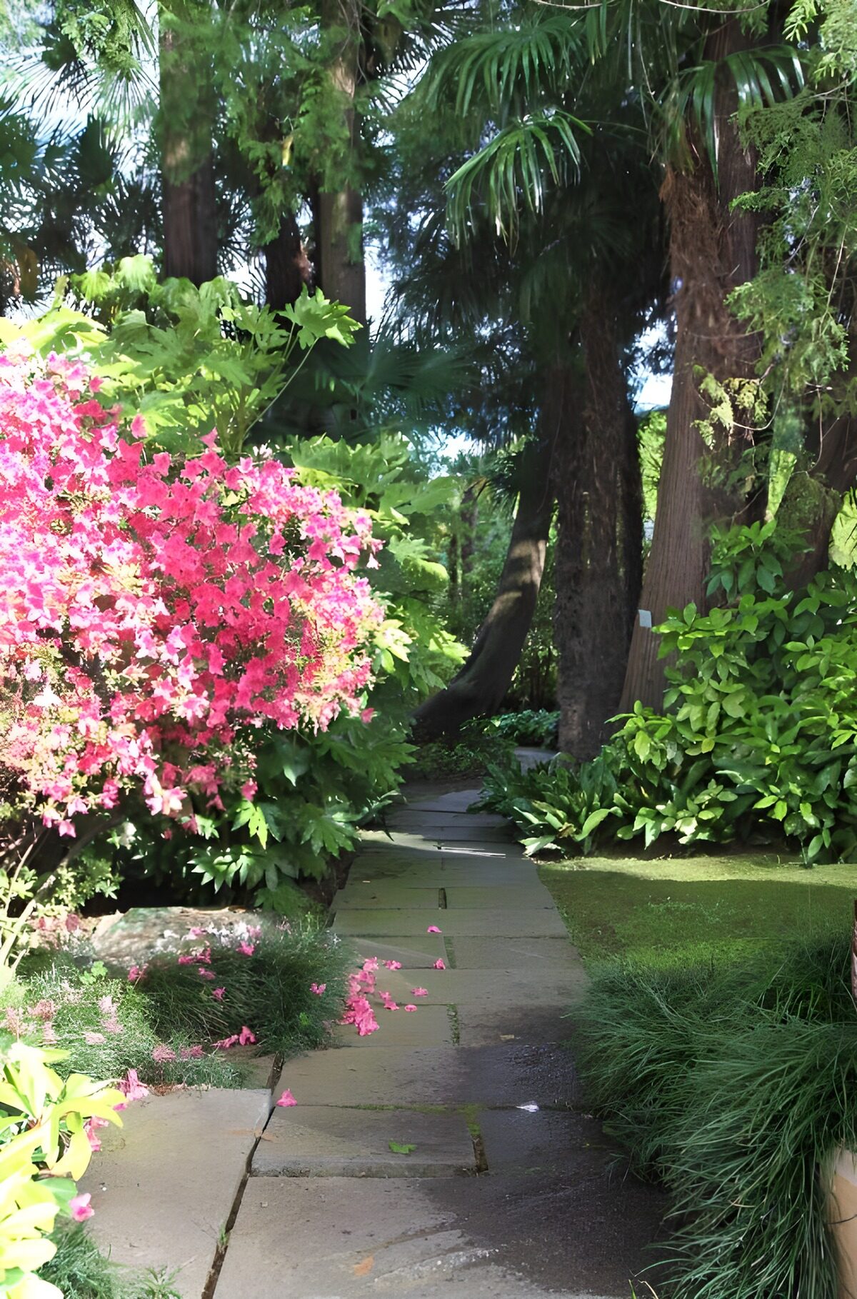 OCUK56101: Vibrant Path Through Lush Garden