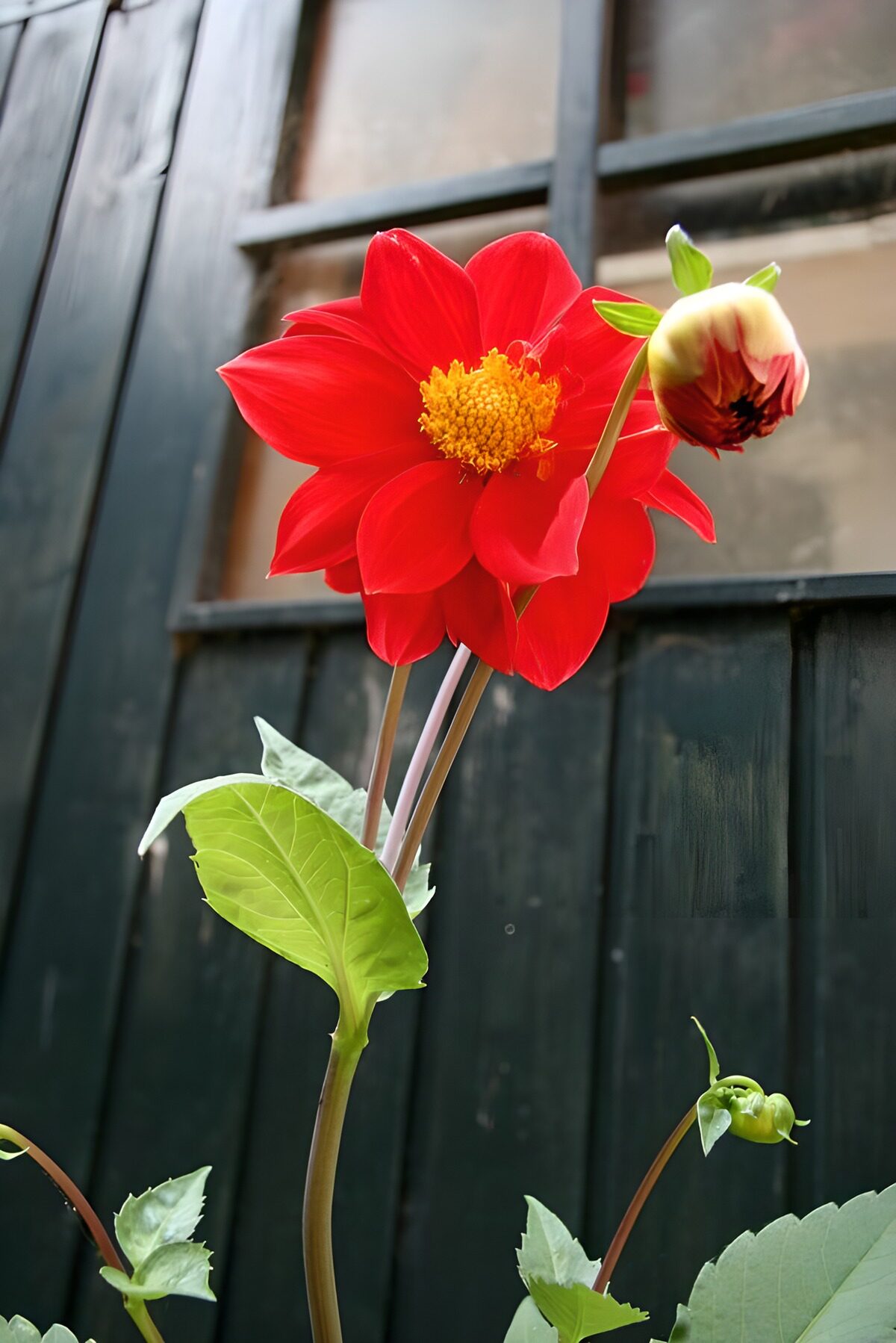 OCUK68493: Vibrant Red Dahlia in Bloom