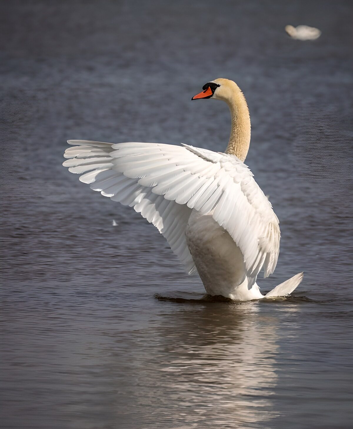 OCUK28776: Elegant Swan Spreading Its Wings