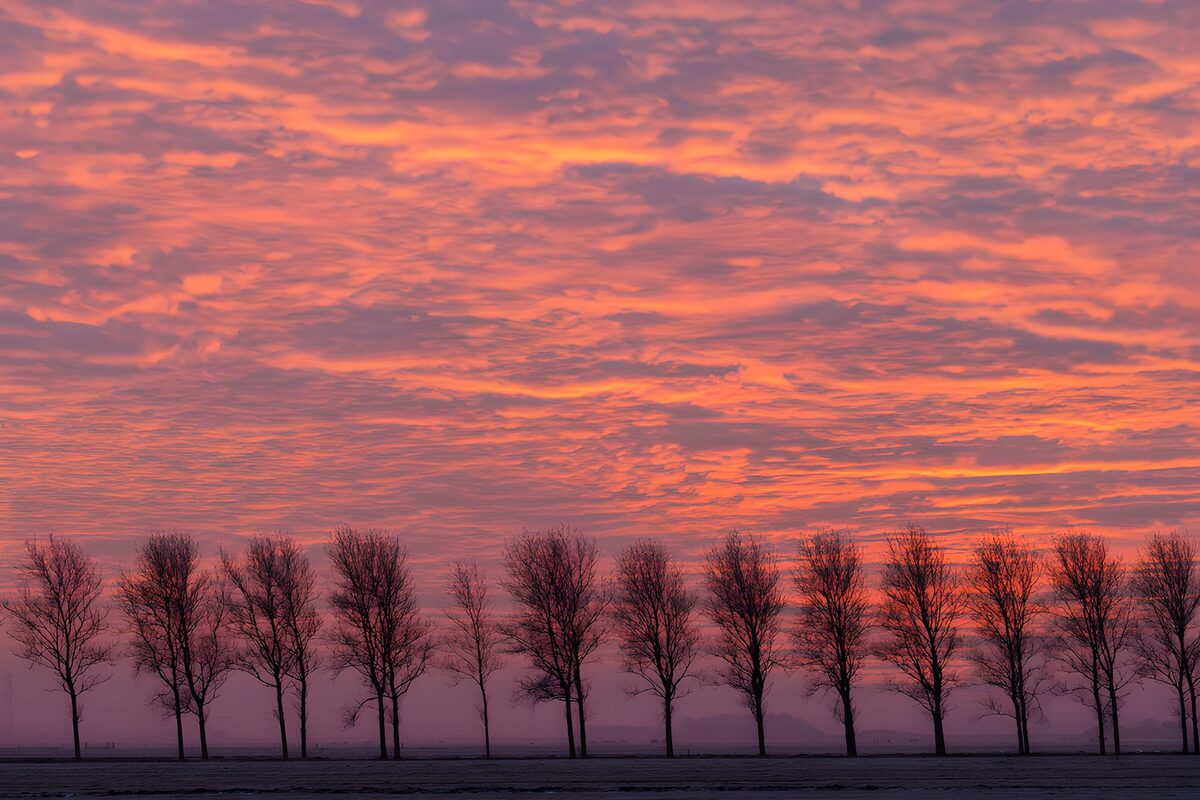 OCUK10157: Serene Sunset Over Tree Silhouettes