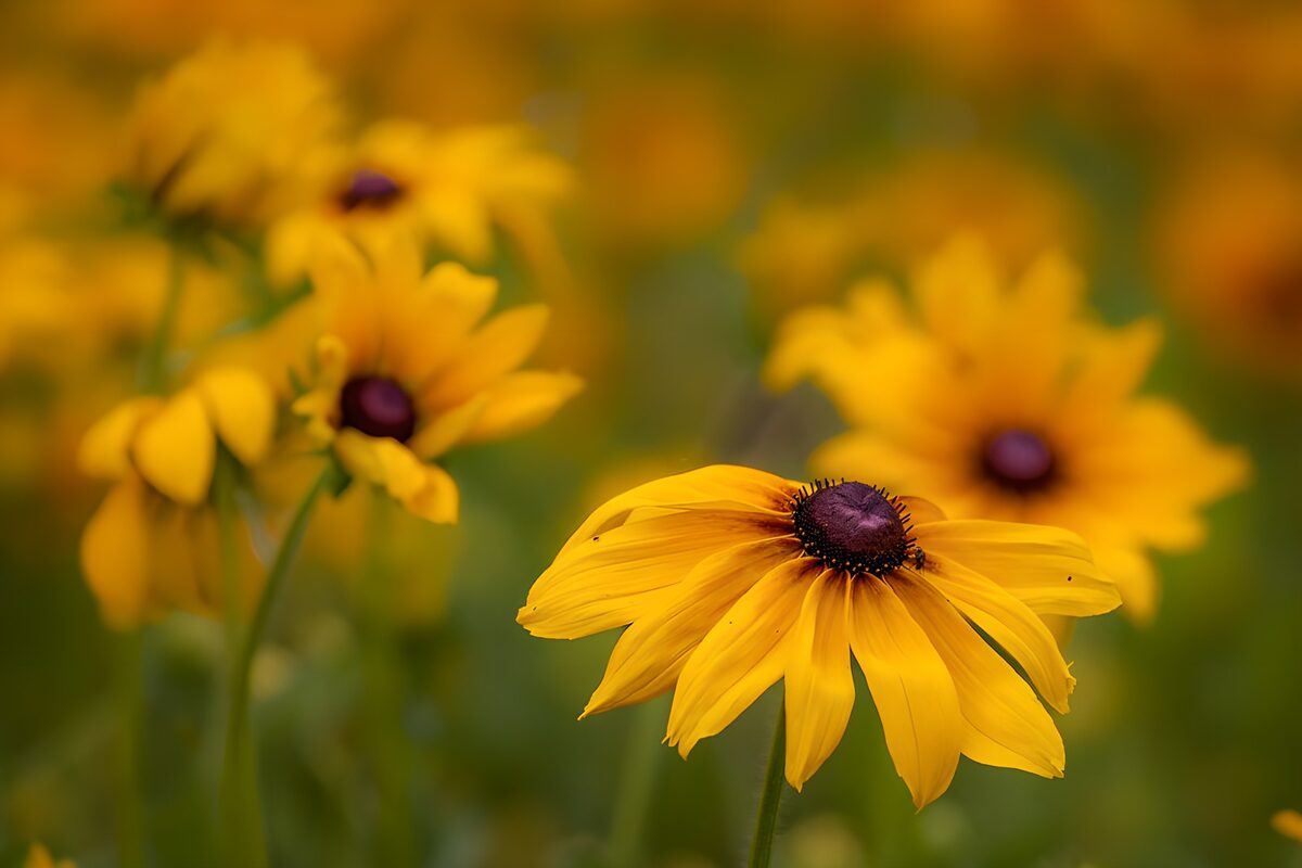 Golden Black-Eyed Susan