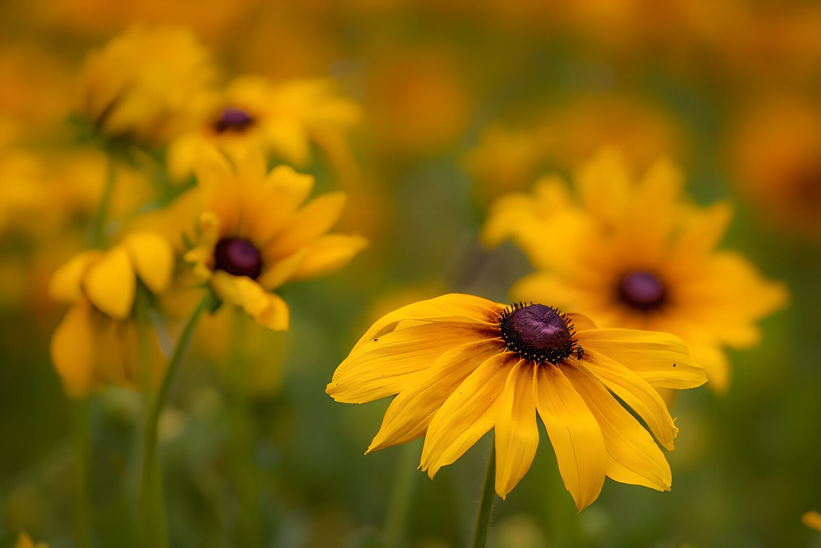 OCUK73179: Golden Black-Eyed Susan