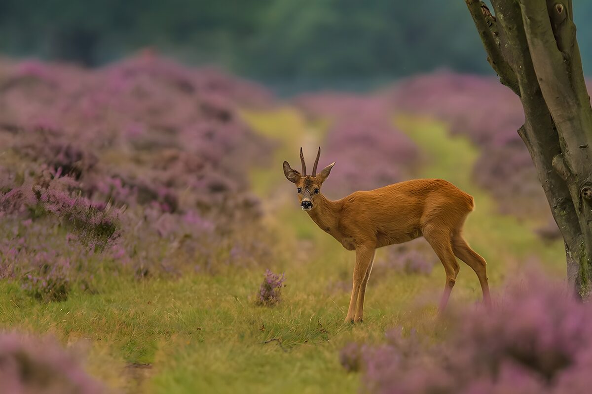 OCUK20286: Young Roe Deer in Blooming Heather