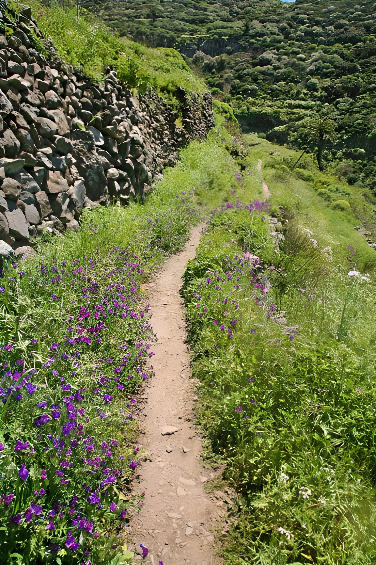 OCUK70468: La Gomera 43