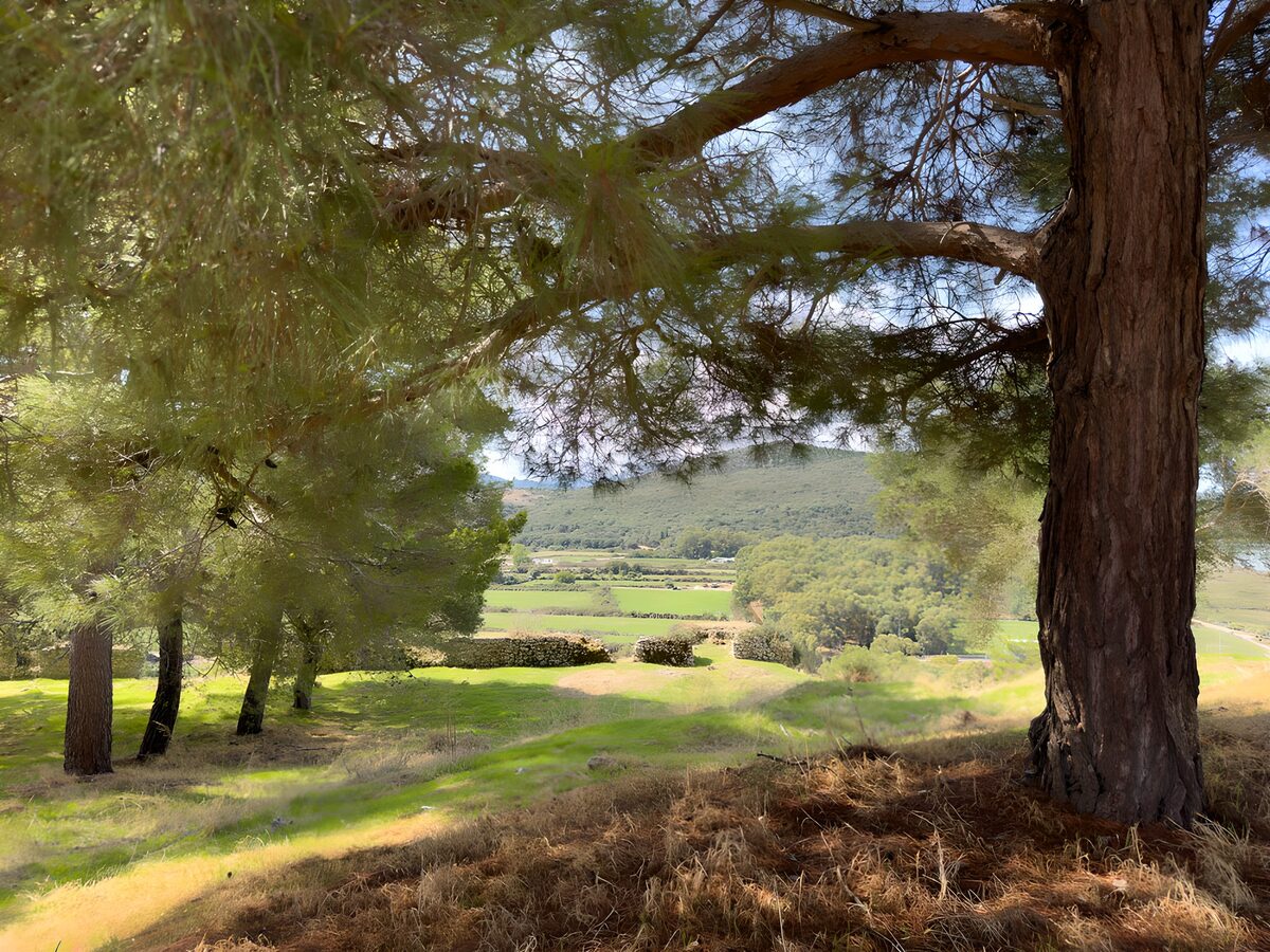 Serene Landscape Under the Trees