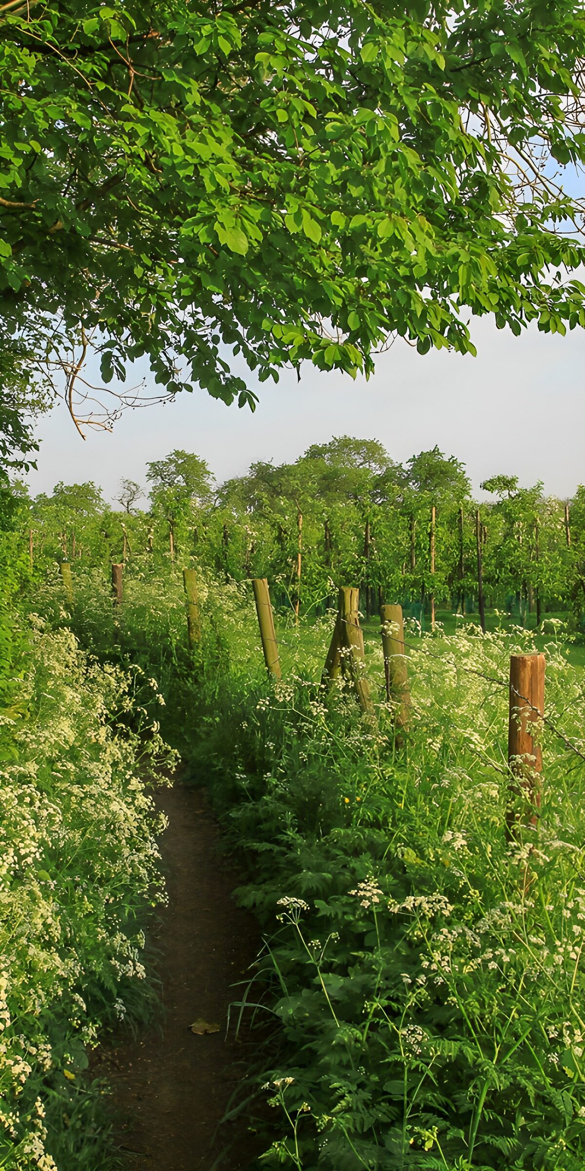 OCUK27154: Serene Vineyard Pathway