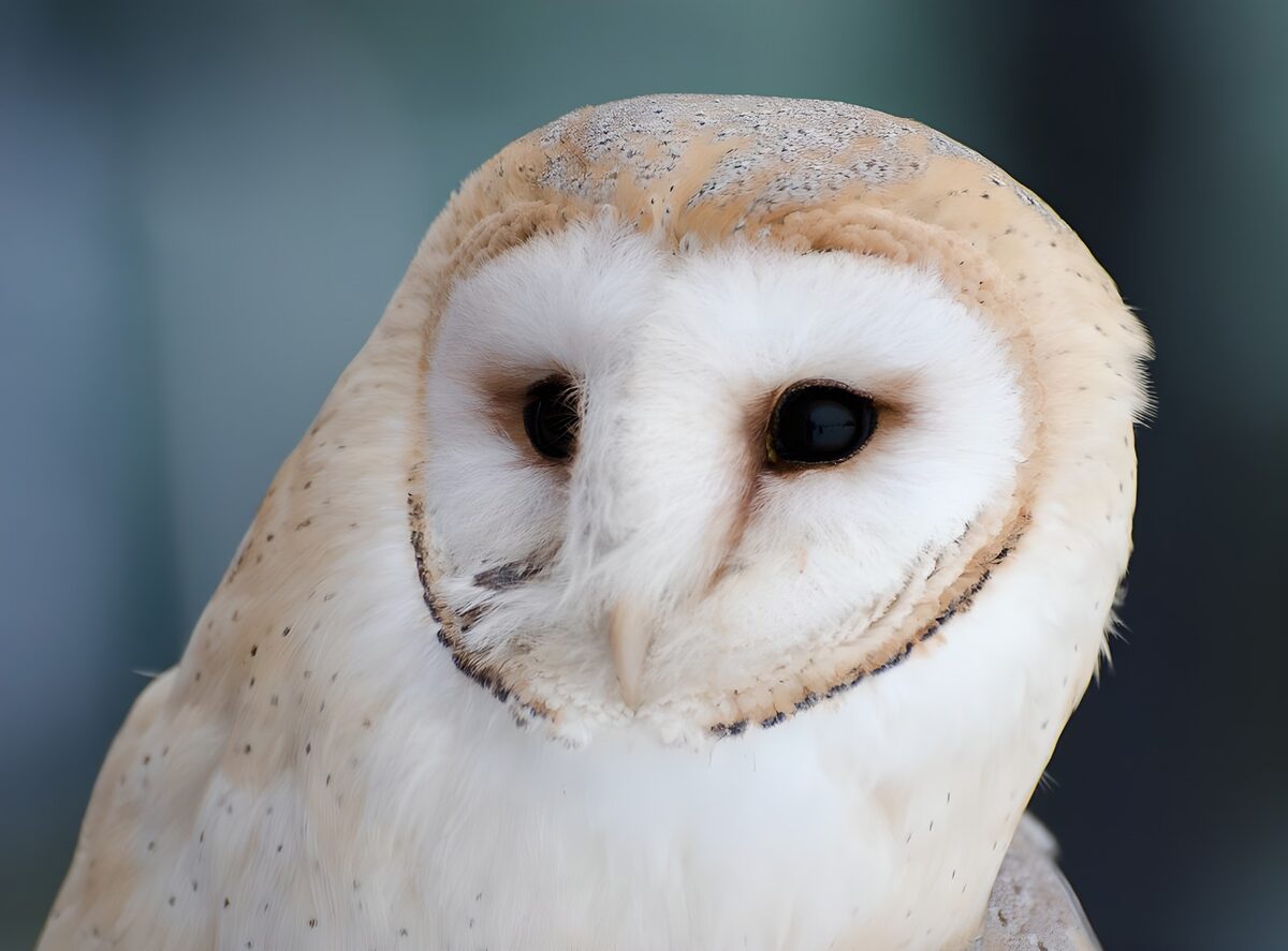 Majestic Barn Owl Portrait