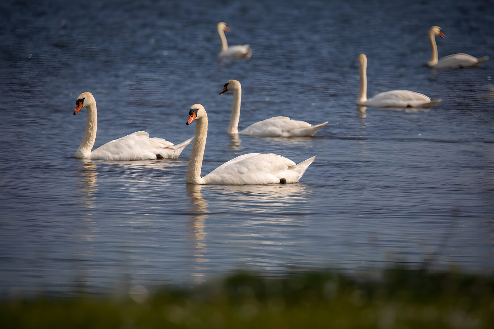 OCUK71969: Elegant Swans Swimming Together