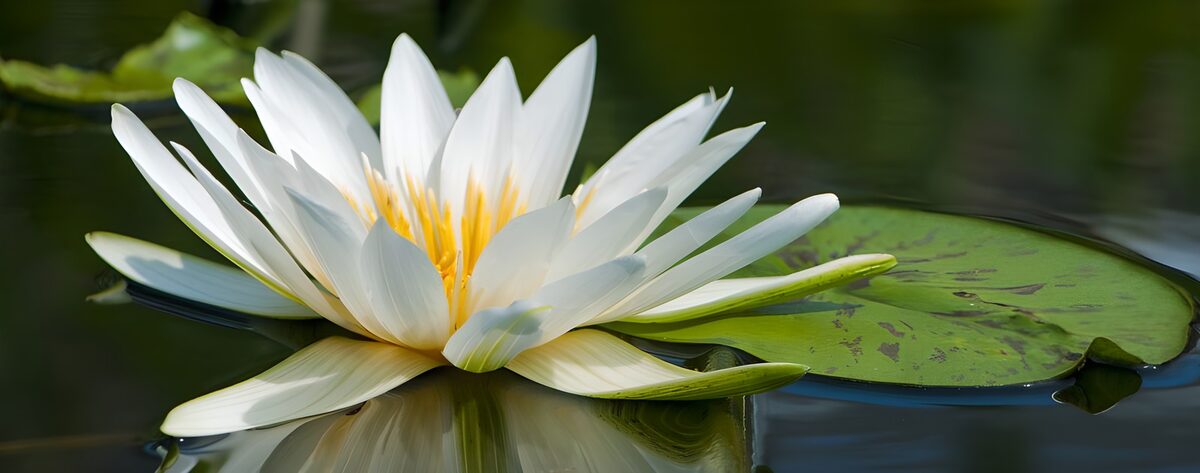 OCUK10462: Serene Water Lily Bloom
