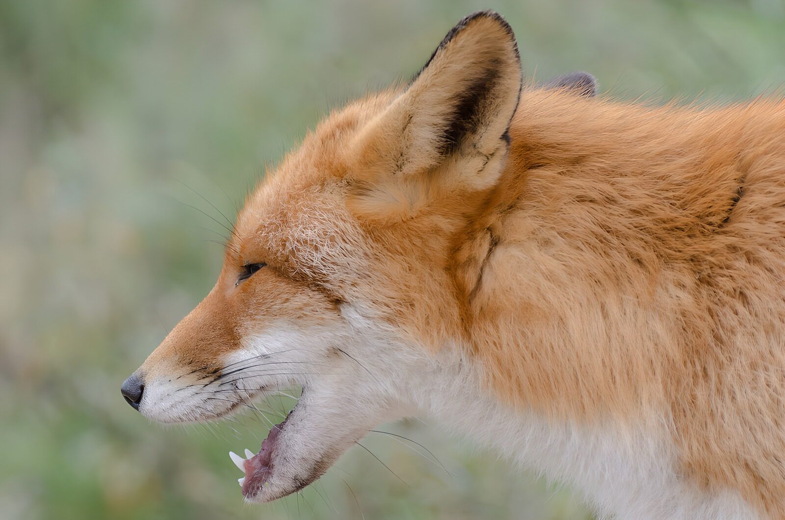 OCUK53242: Majestic Fox in Profile
