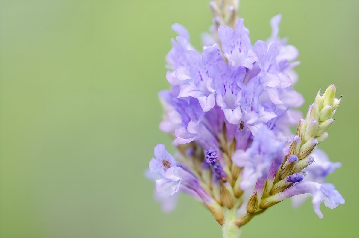 OCUK30124: Delicate Purple Blossom