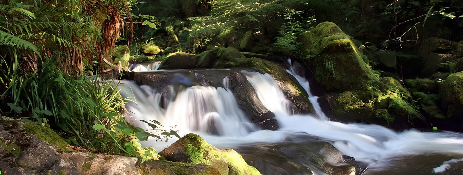 OCUK77425: Serene Woodland Stream