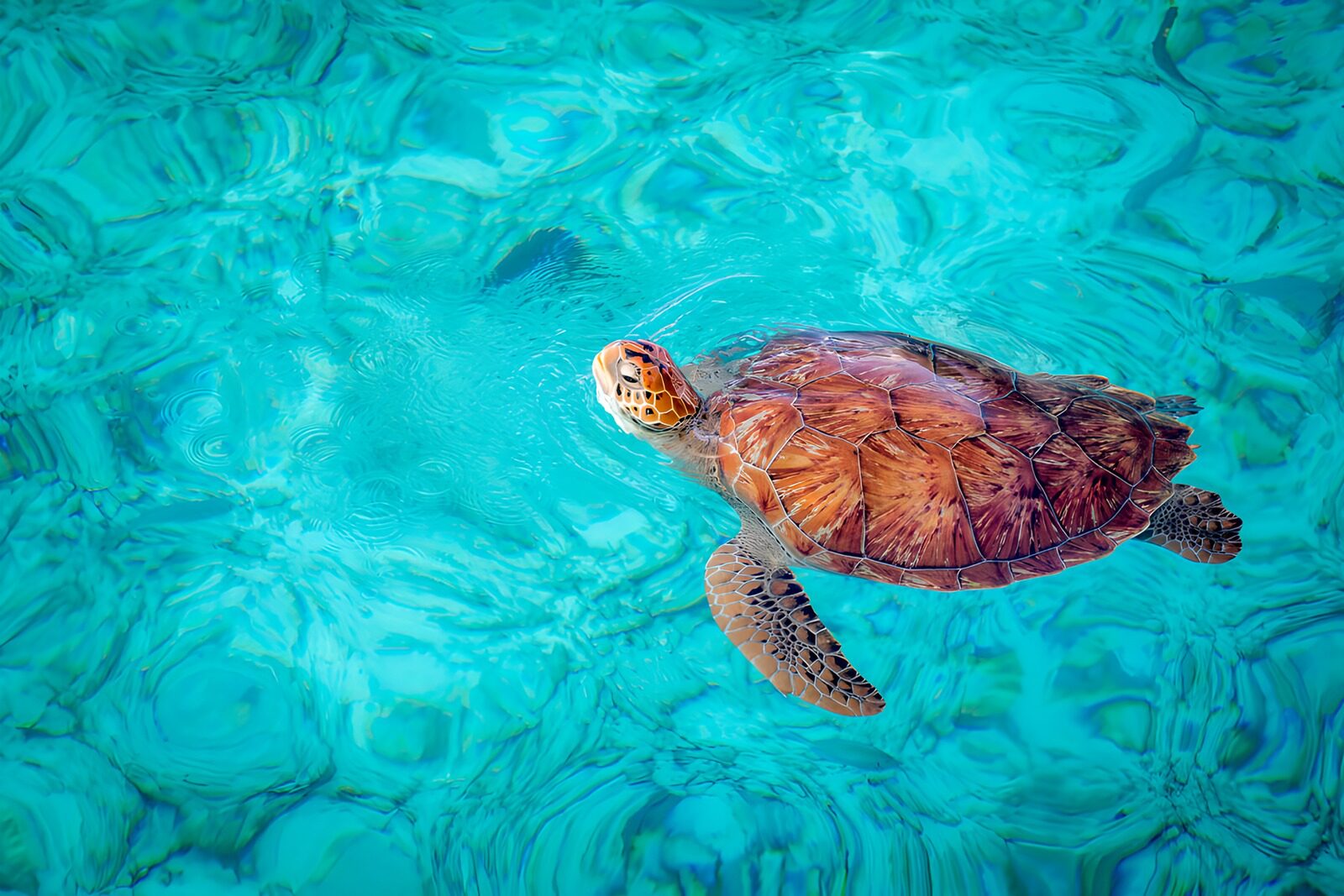 OCUK59770: Graceful Sea Turtle in Aquatic Serenity