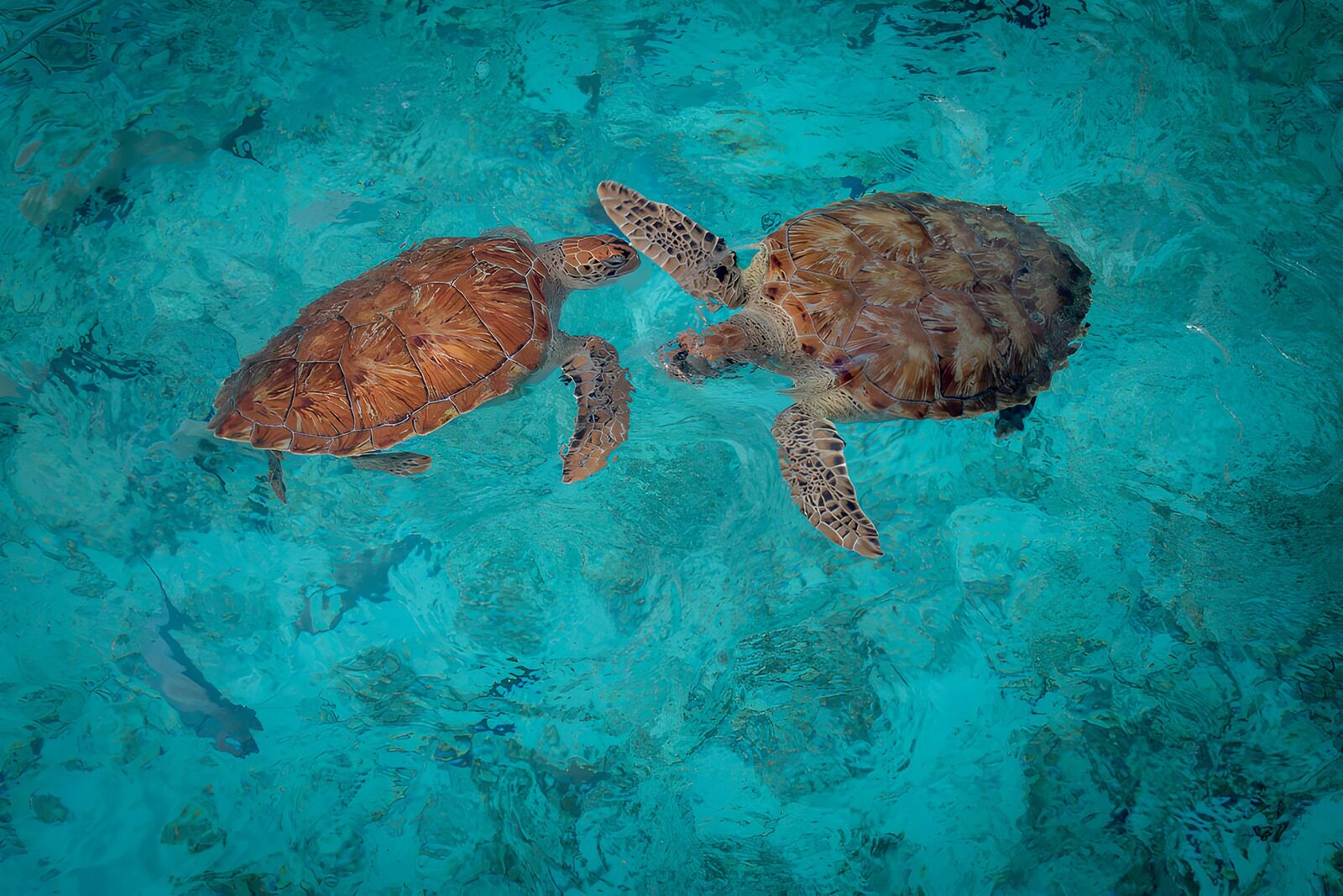 OCUK63192: Two Sea Turtles Underwater