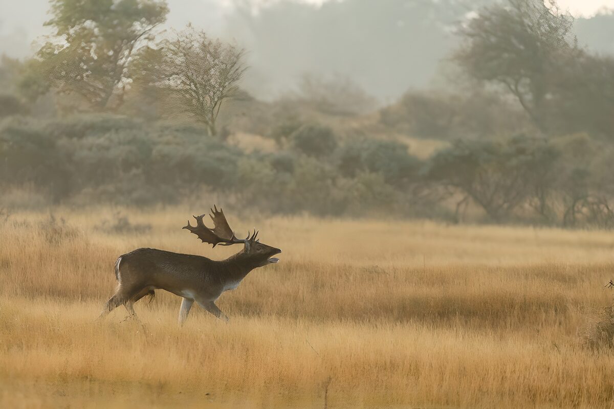OCUK40971: Majestic Stag in Misty Meadow