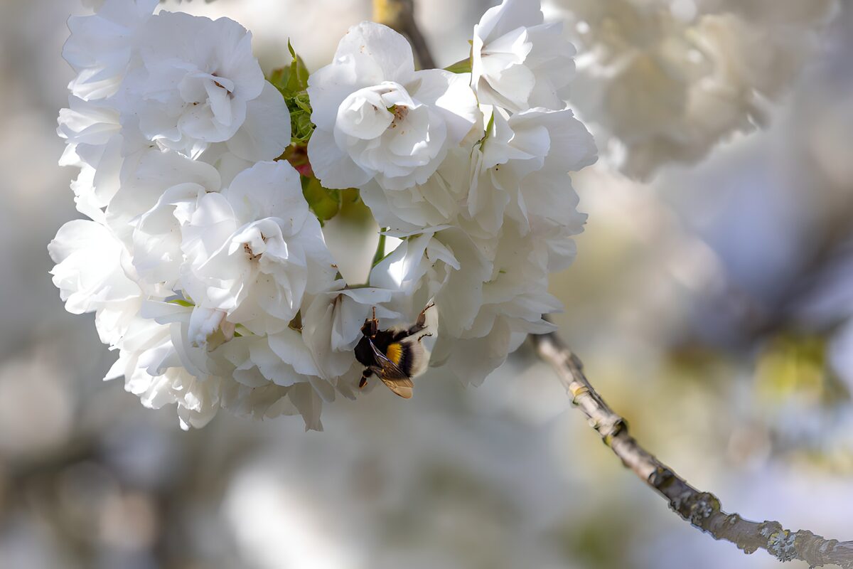 OCUK25822: Blossom and Buzz
