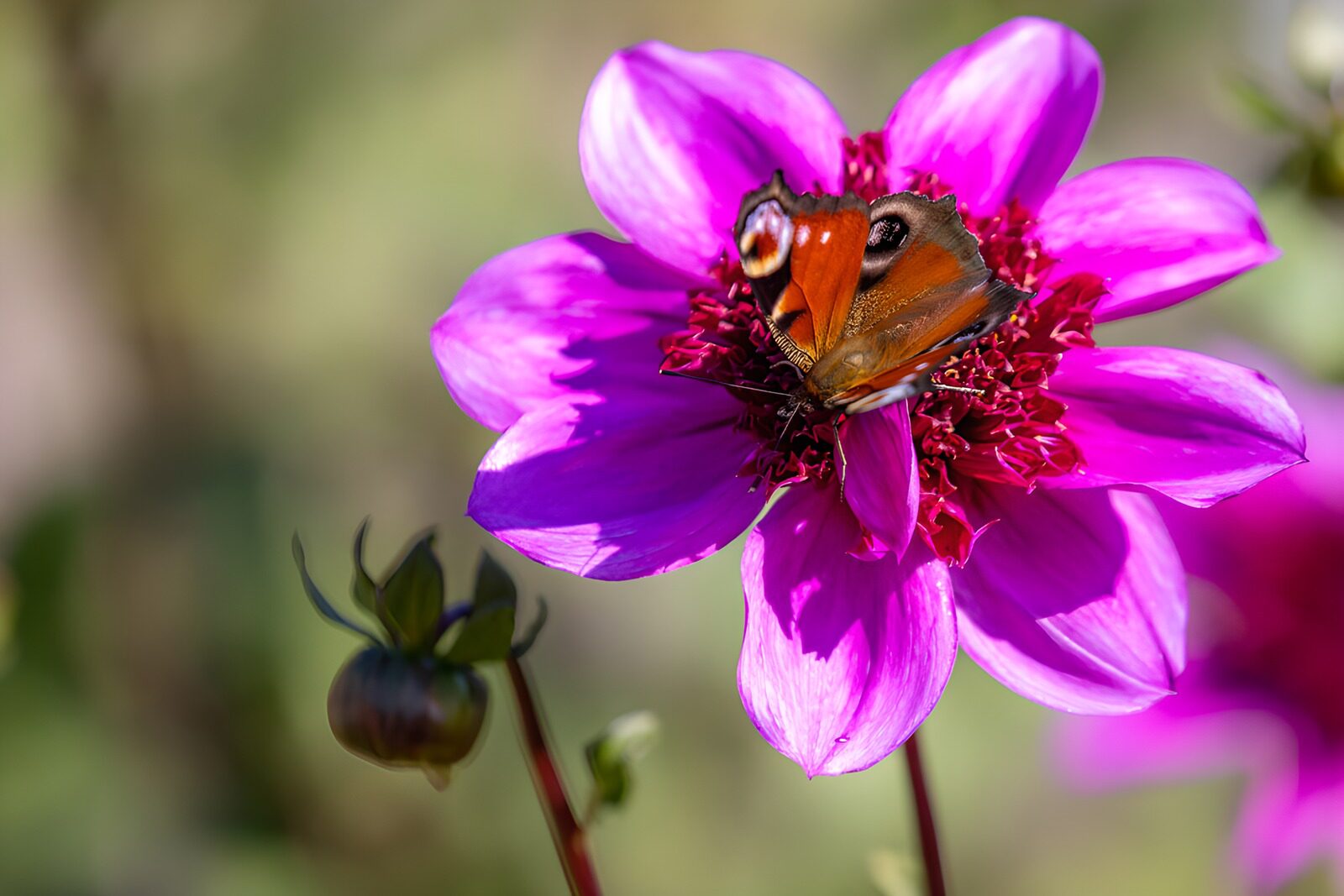 OCUK48901: Butterfly on a Vibrant Pink Flower