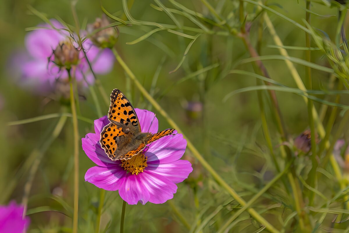 OCUK23028: Butterfly on Pink Flower