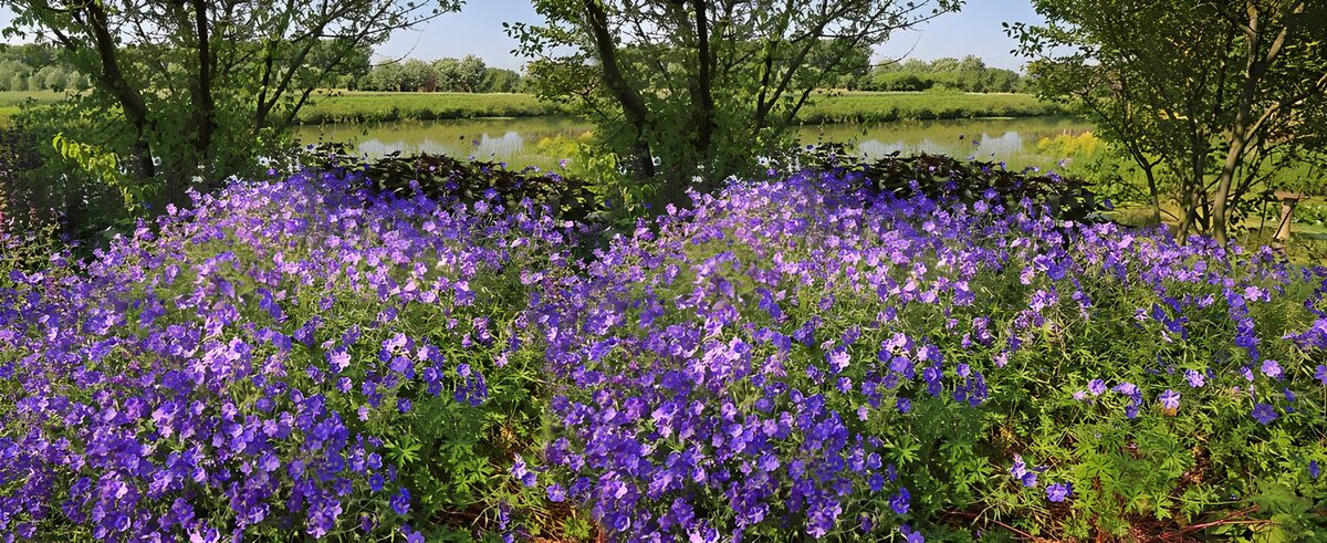 OCUK68636: Scenic Blooming Purple Flowers by the Water