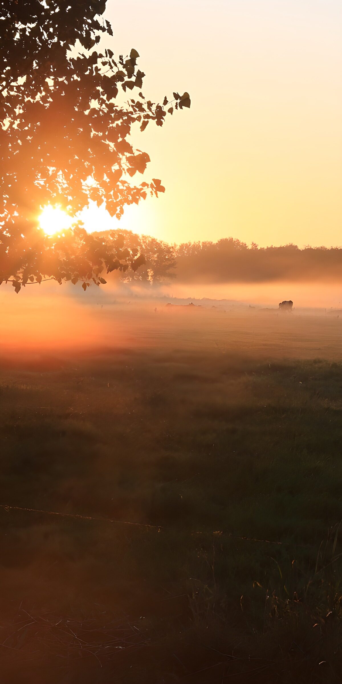 OCUK84735: Serene Sunrise Over Misty Fields