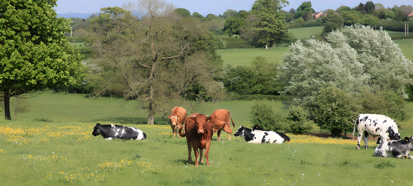 OCUK52065: Serene Cows in a Rolling Meadow