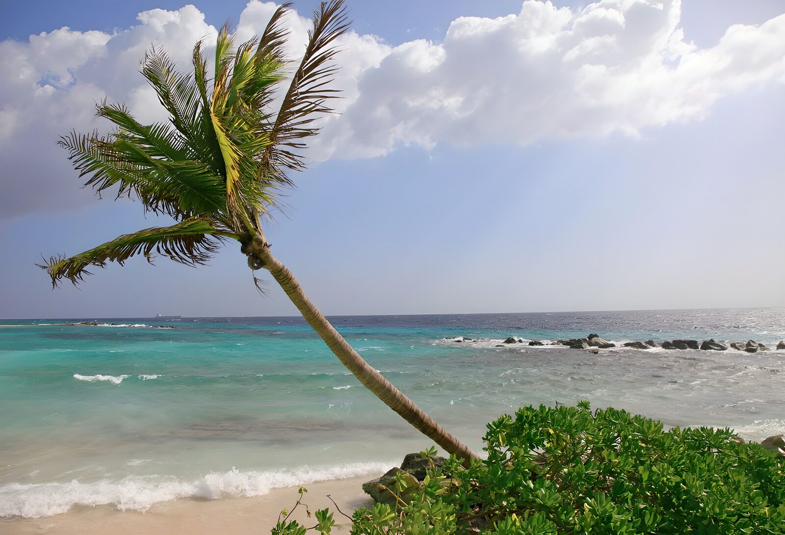 OCUK42218: Slanting palm trees at the Caribbean