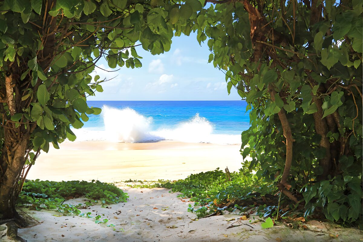 OCUK72003: Tropical Paradise Through the Trees