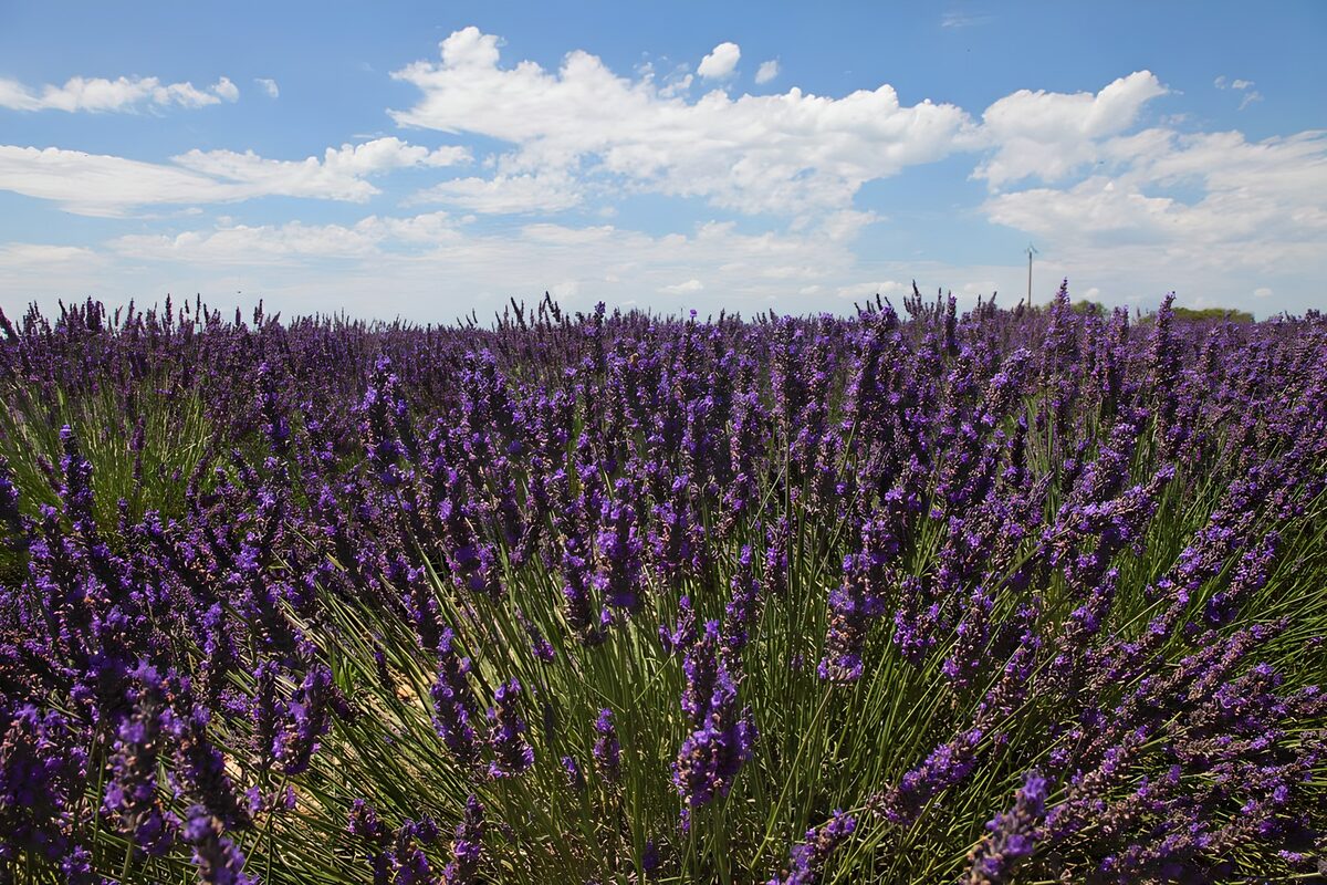 OCUK22212: Lavender Field Under a Blue Sky