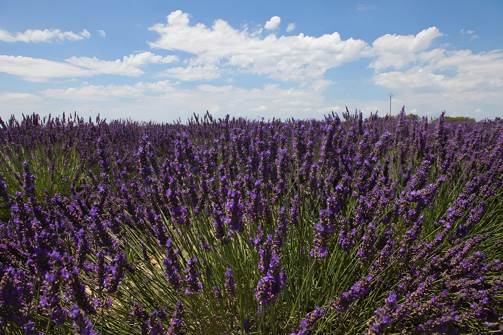 OCUK22212: Lavender Field Under a Blue Sky