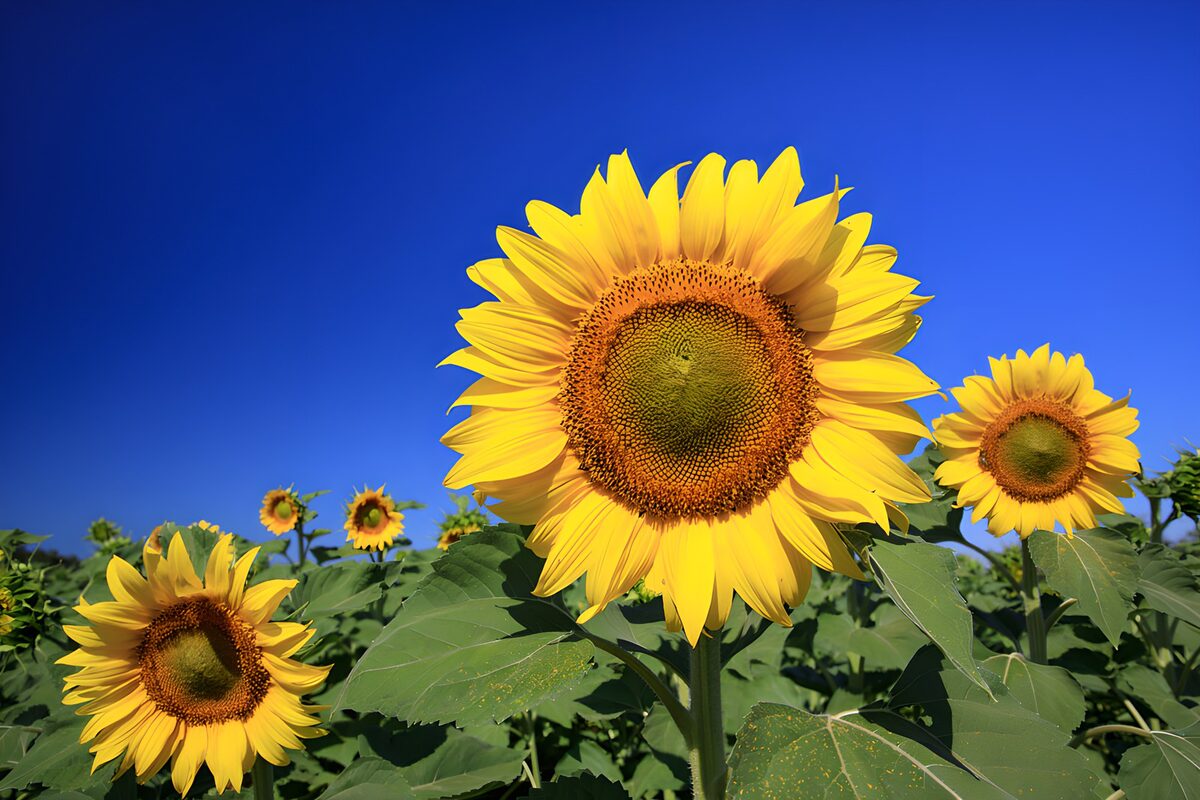 Vibrant Sunflowers Against Clear Sky