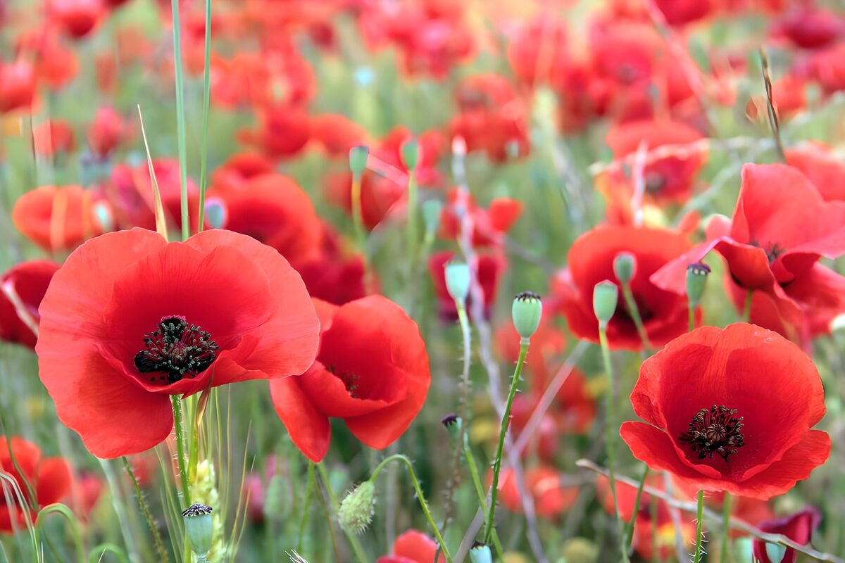 OCUK66485: Vibrant Field of Red Poppies