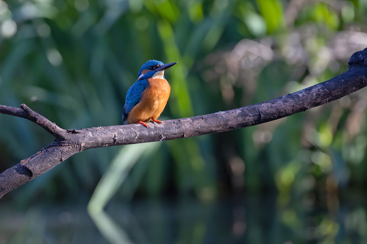 OCUK43036: Vibrant Kingfisher Perched Quietly
