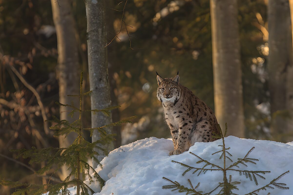 Majestic Lynx in Winter Wonderland