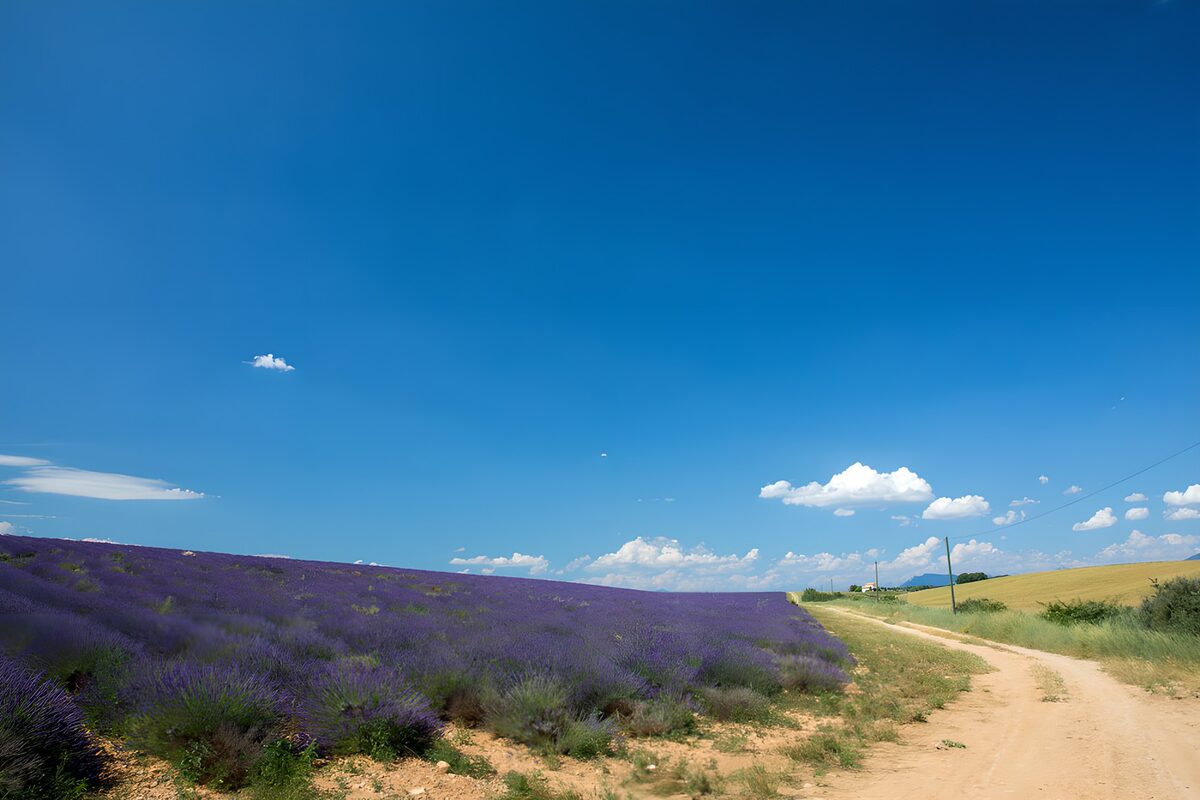 OCUK43185: Lavender Fields Under a Clear Sky