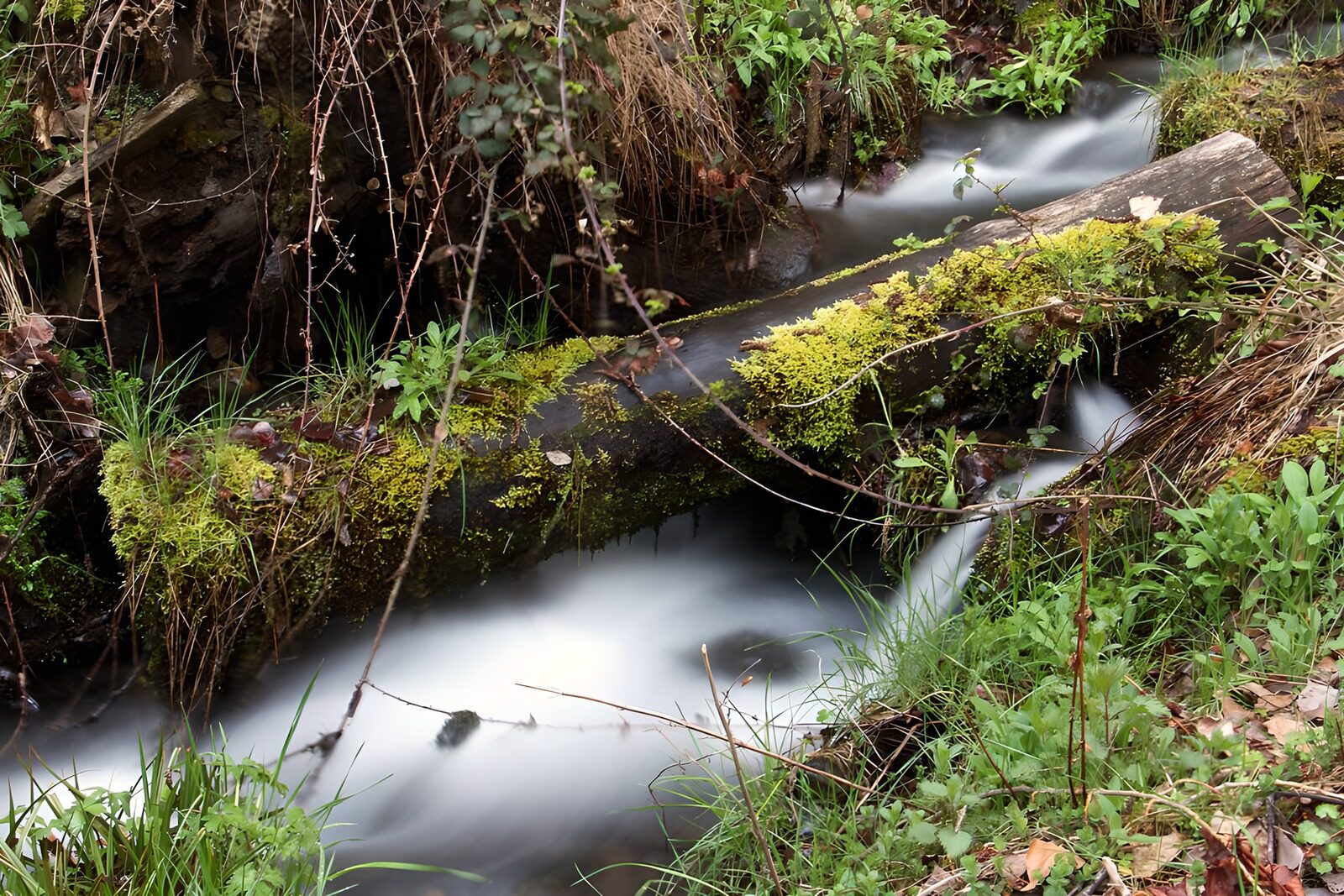 OCUK81548: Tranquil Stream in Lush Wilderness