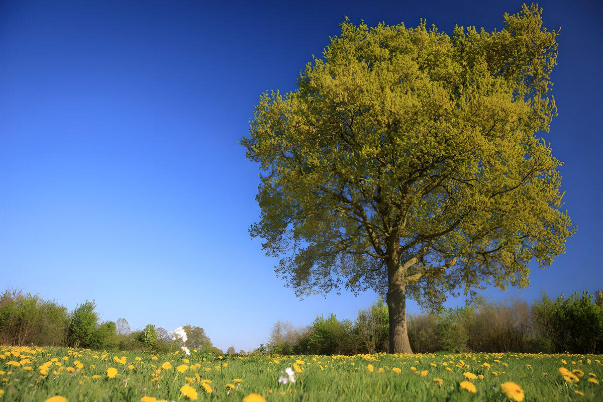 OCUK27926: Lush Green Field Under Clear Blue Sky