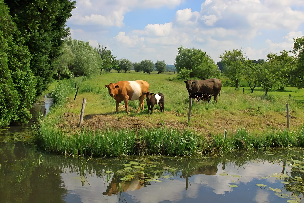 Cows in meadow near ditch