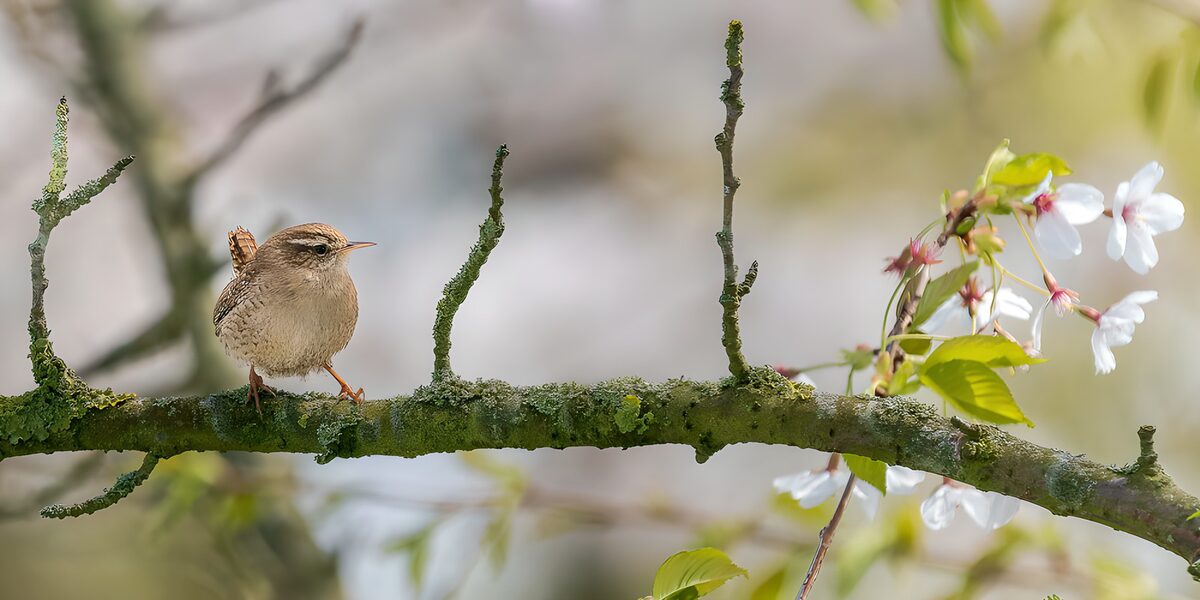 OCUK45525: Charming Wren on a Blossoming Branch