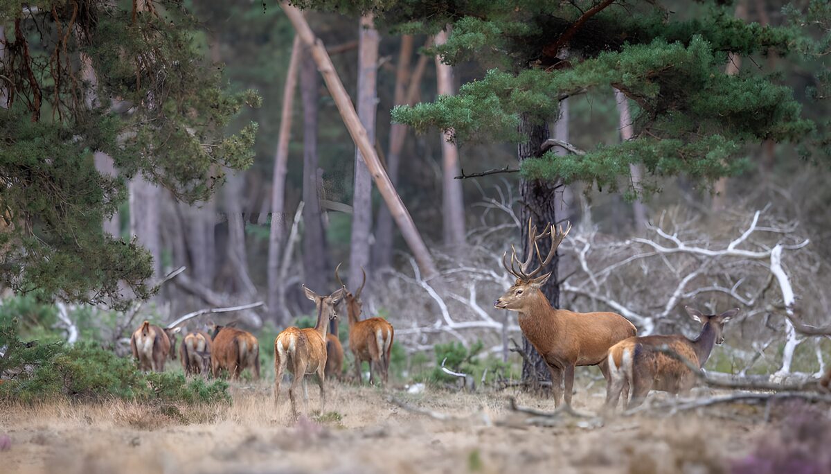 OCUK93251: Majestic Deer in Serene Forest