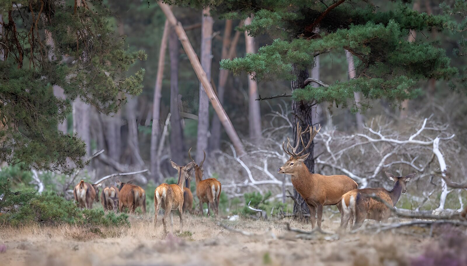 OCUK93251: Majestic Deer in Serene Forest