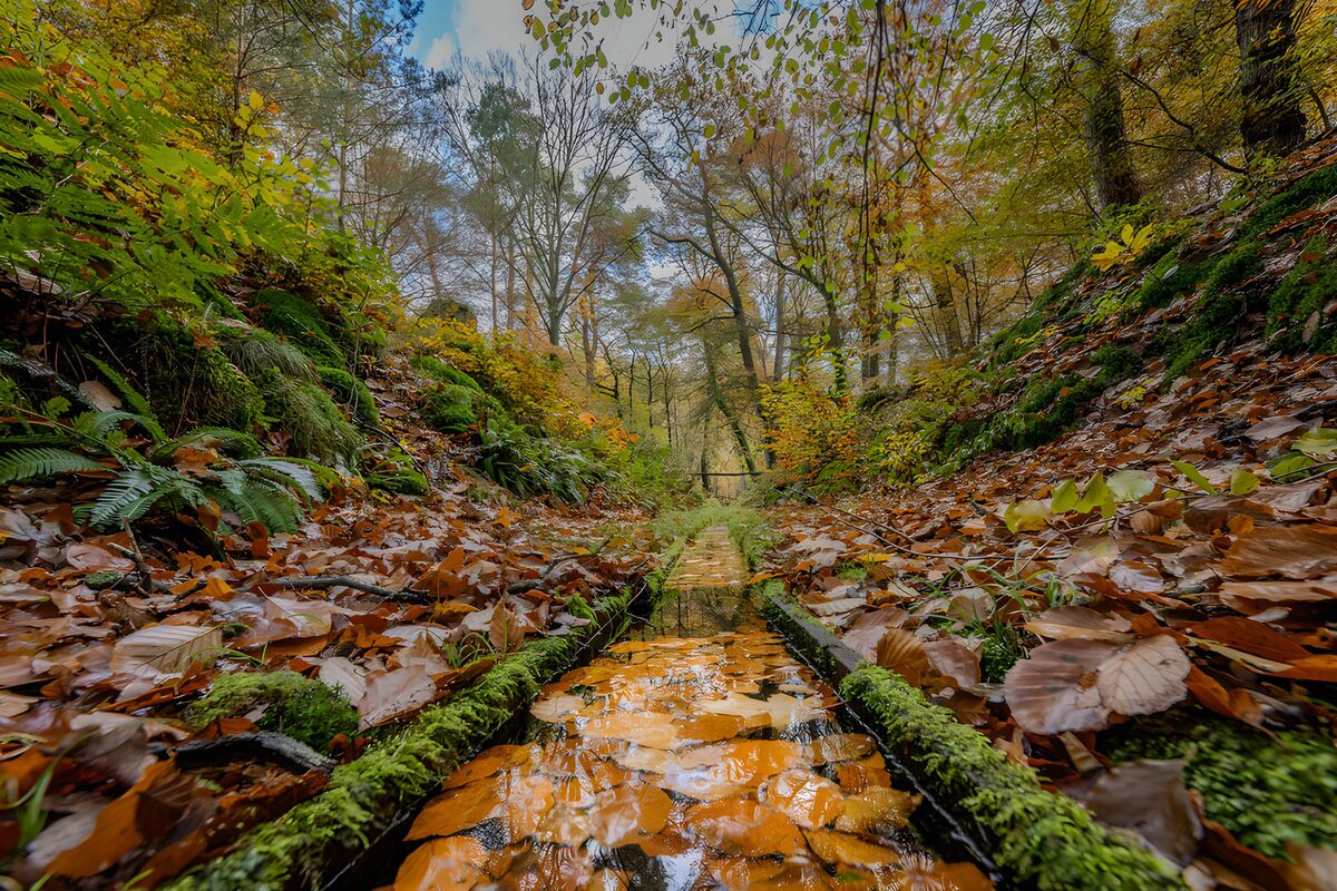 OCUK99405: Tranquil Autumn Stream