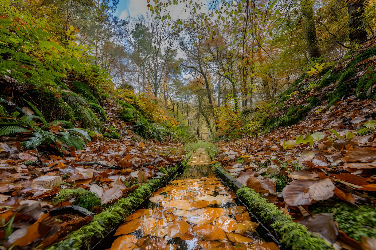 OCUK99405: Tranquil Autumn Stream