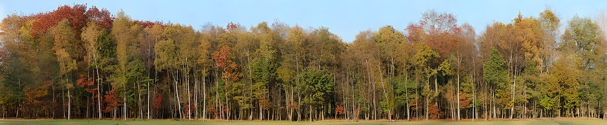 OCUK38986: Vibrant Autumn Forest Panorama
