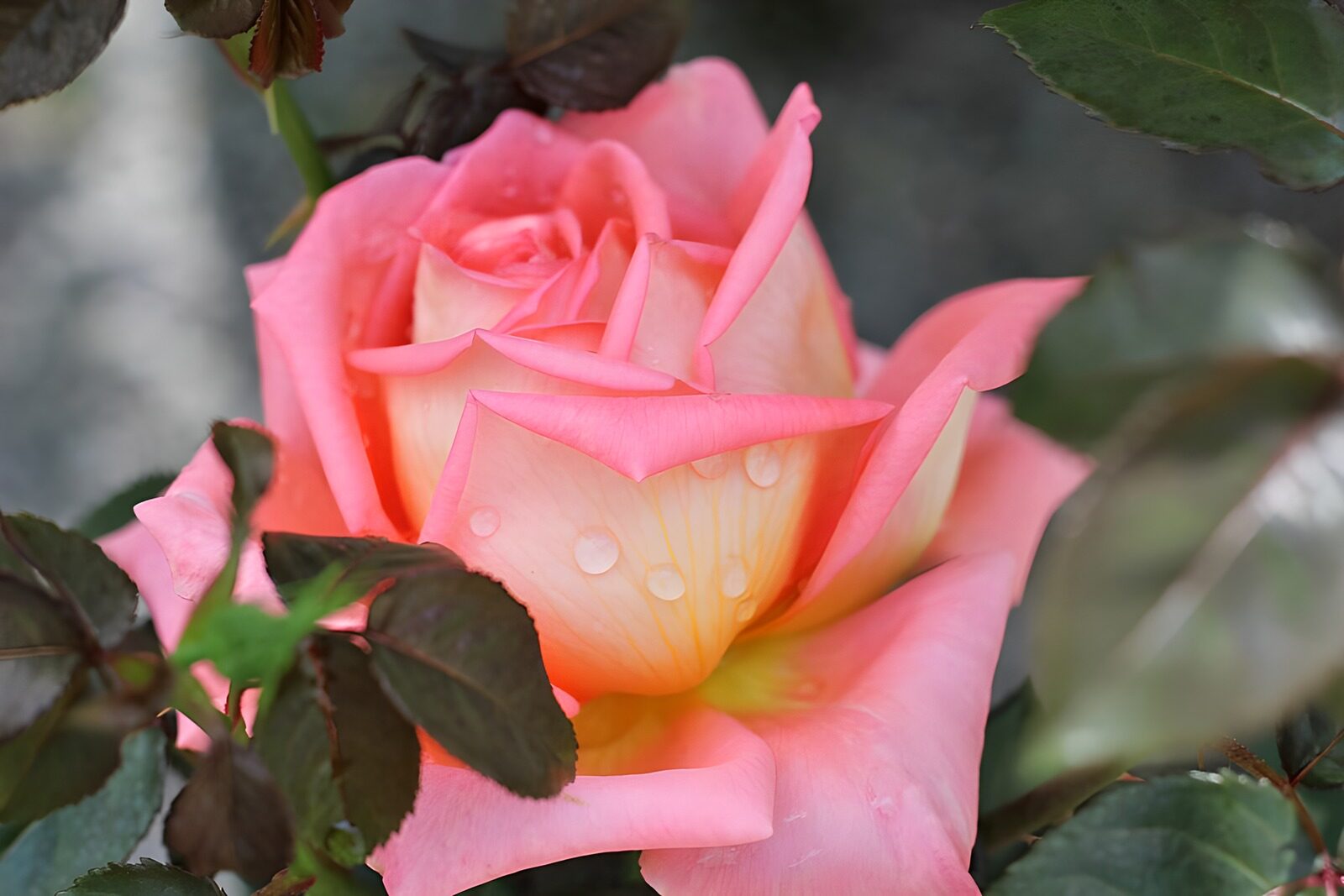 OCUK95228: Serene Pink Blossom